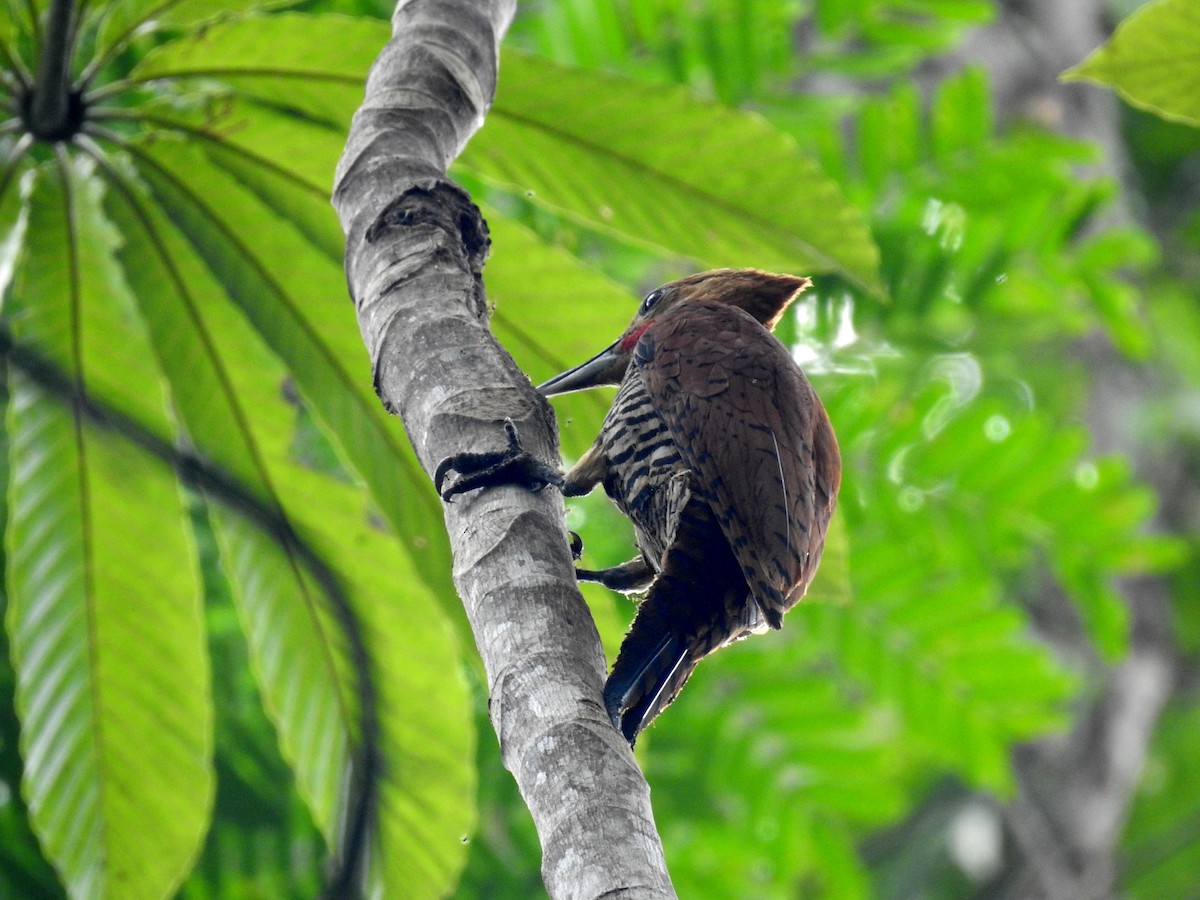 Ringed Woodpecker - ML222727261