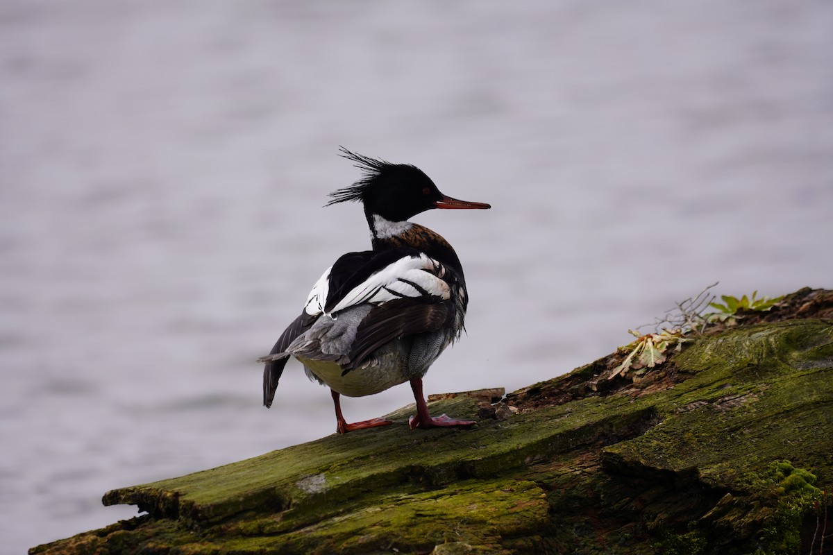 Red-breasted Merganser - ML222727911
