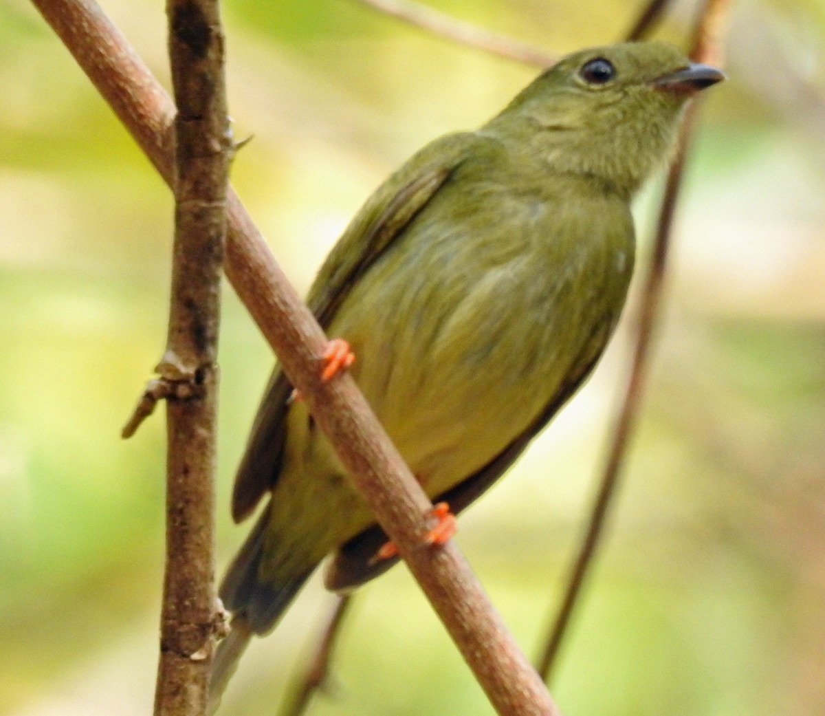 Long-tailed Manakin - ML222728931