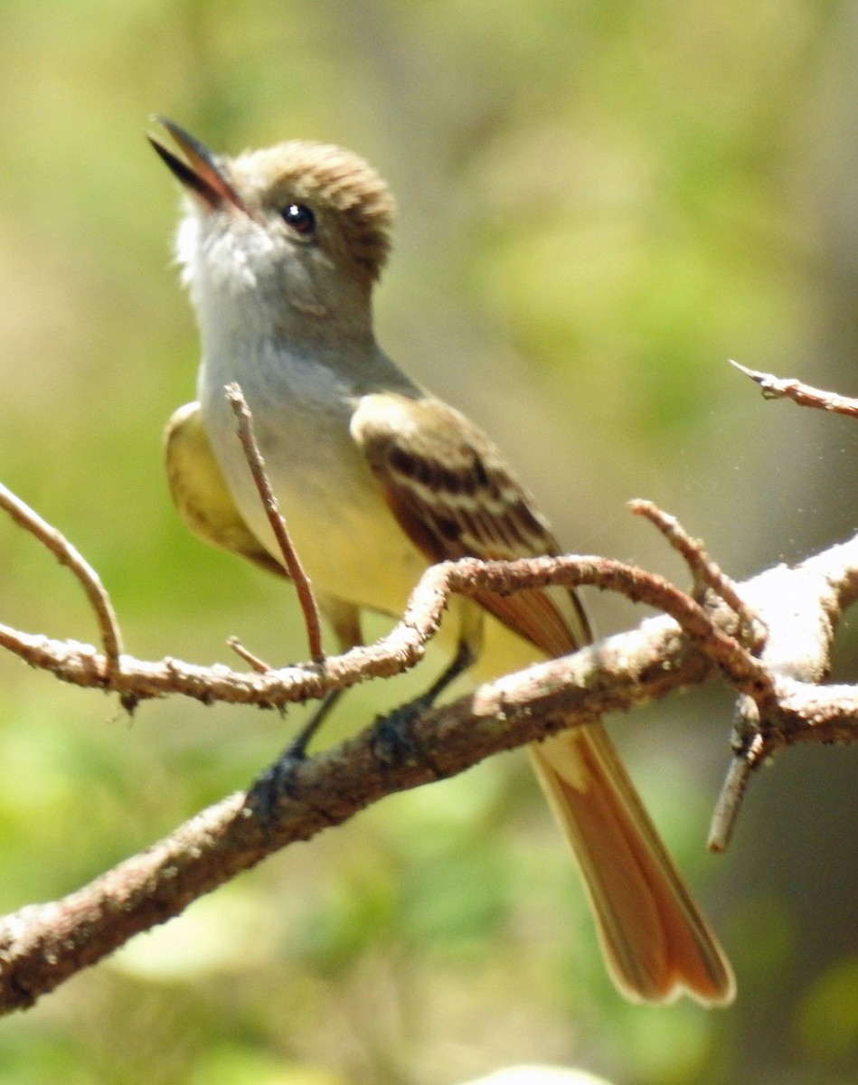 Brown-crested Flycatcher - ML222729091