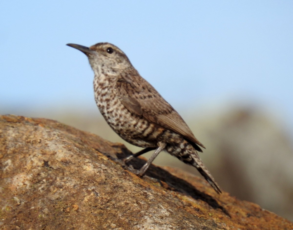 Rock Wren - ML222729471