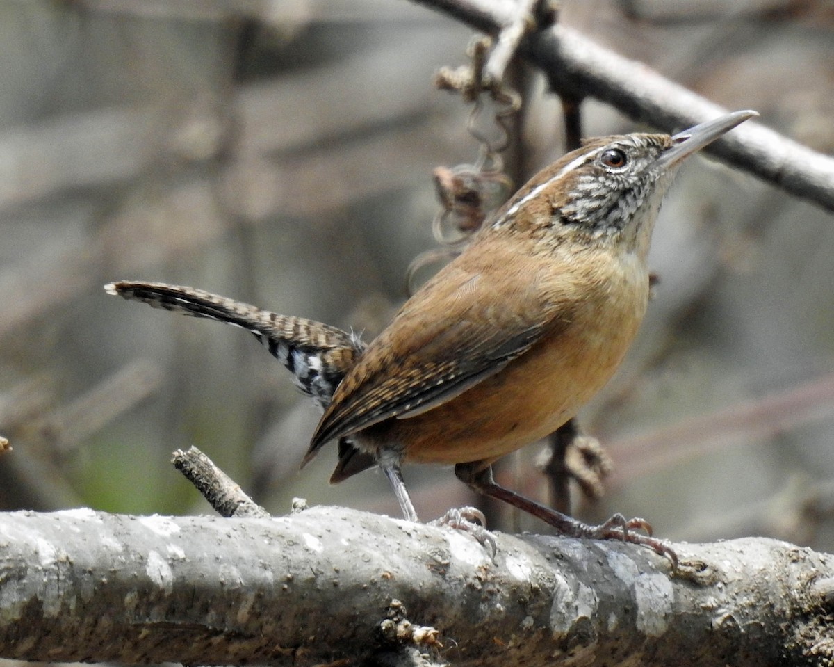 Carolina Wren - ML222729551