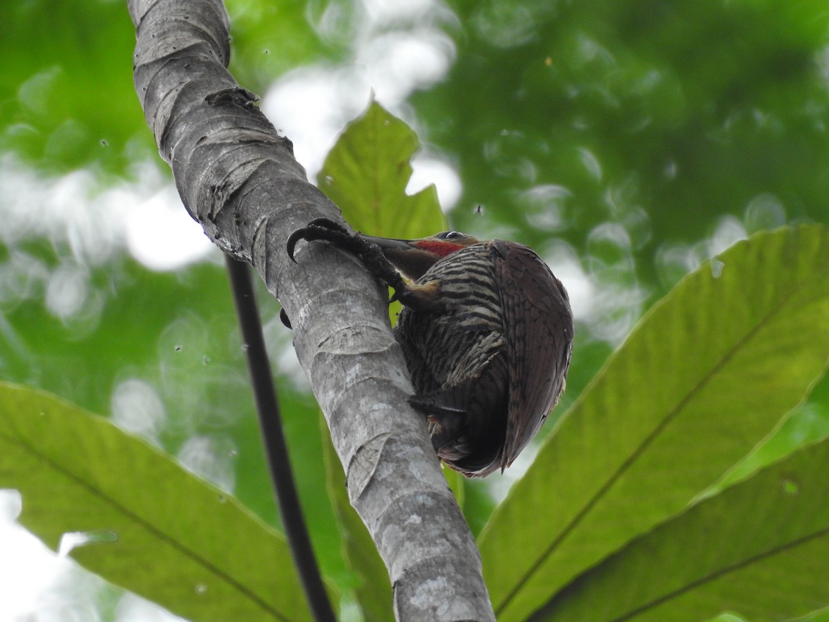 Ringed Woodpecker - ML222729711