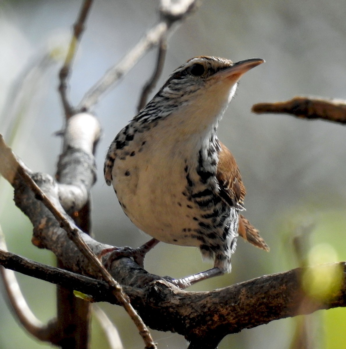 Banded Wren - Danilo Moreno