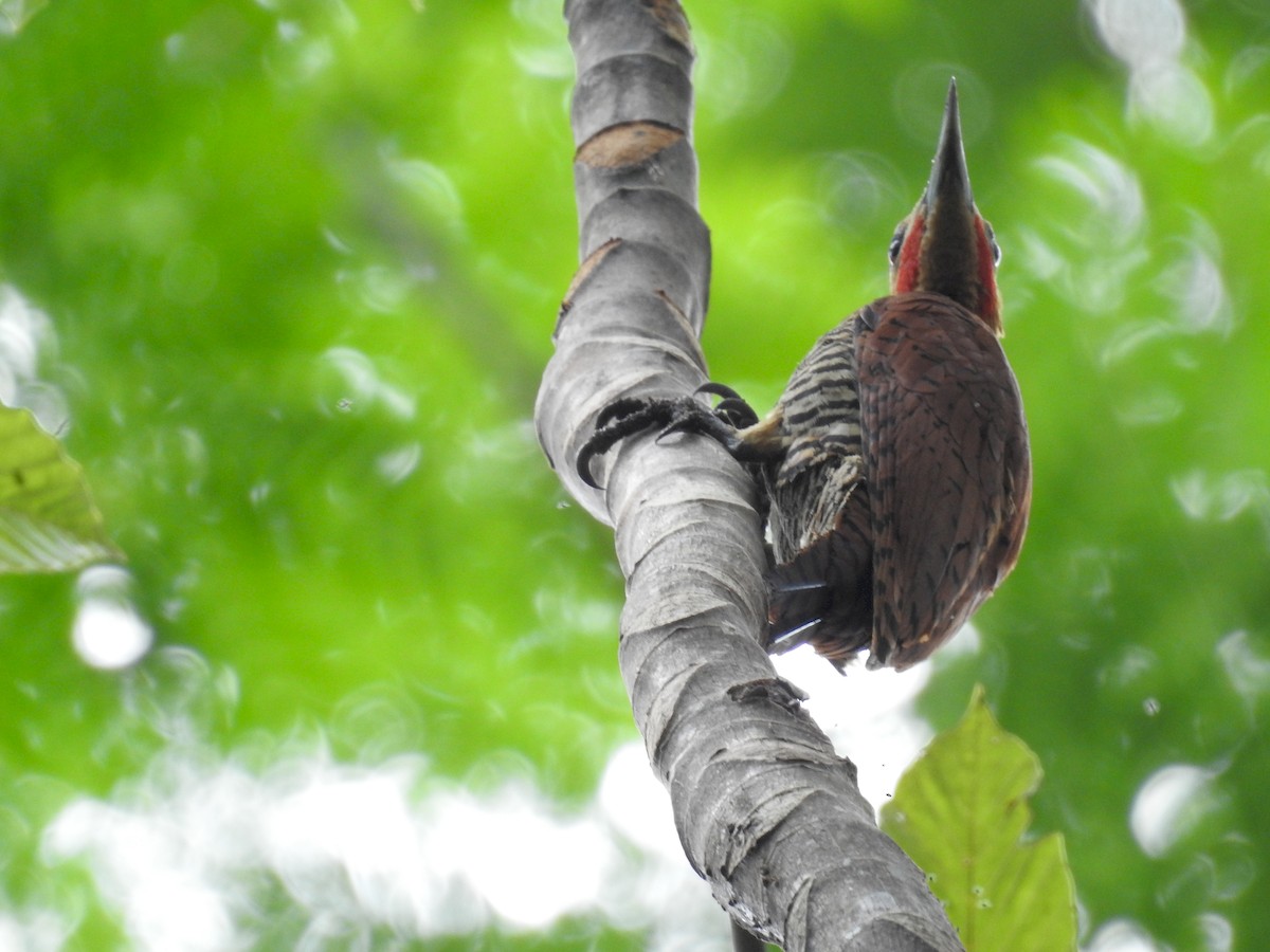 Ringed Woodpecker - ML222729831