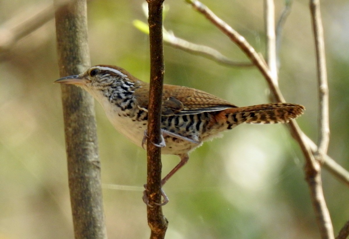 Banded Wren - ML222729841