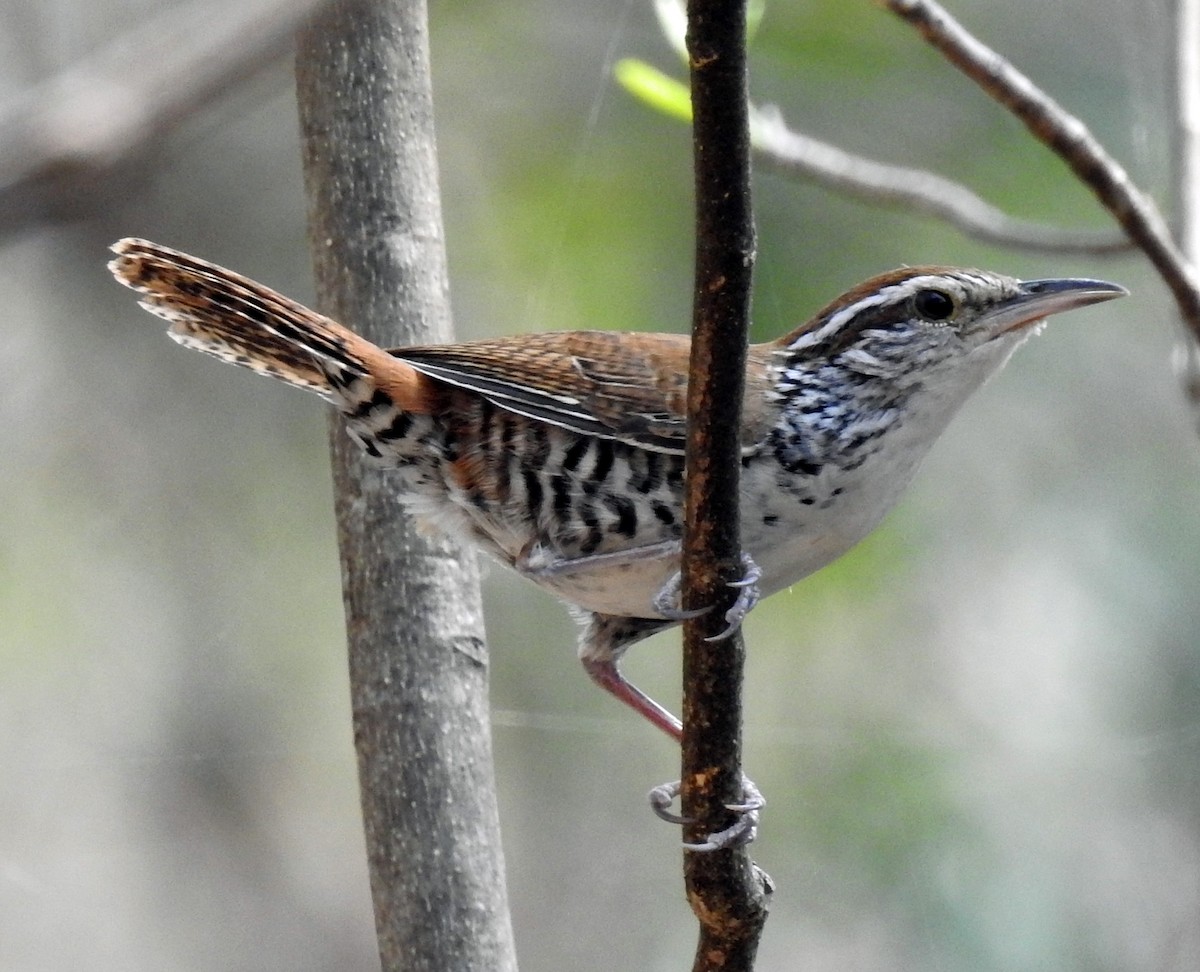 Banded Wren - ML222729861