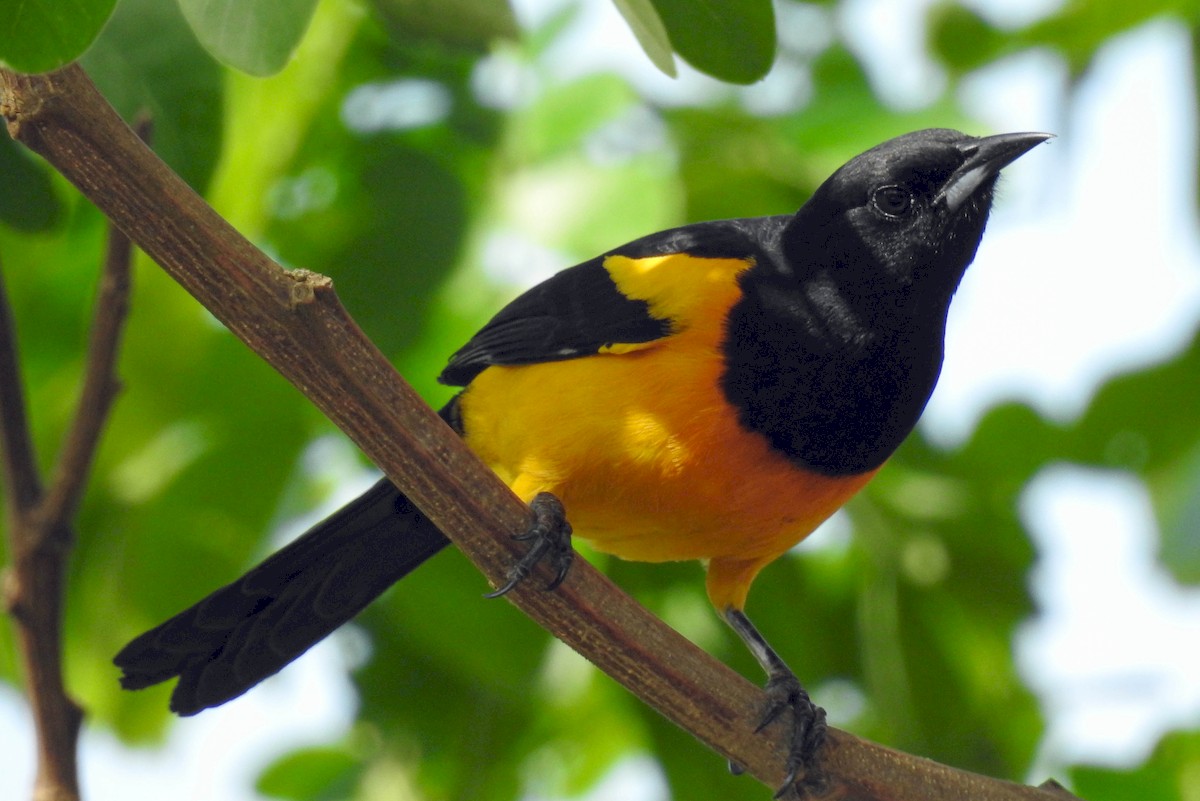 Black-vented Oriole - ML222730001