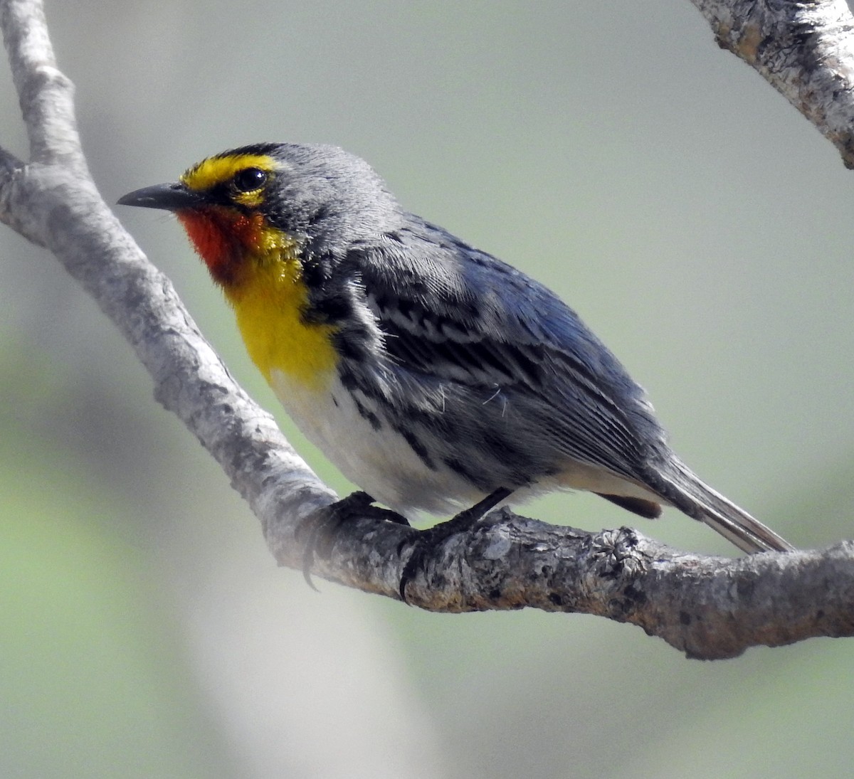 Grace's Warbler - ML222730111