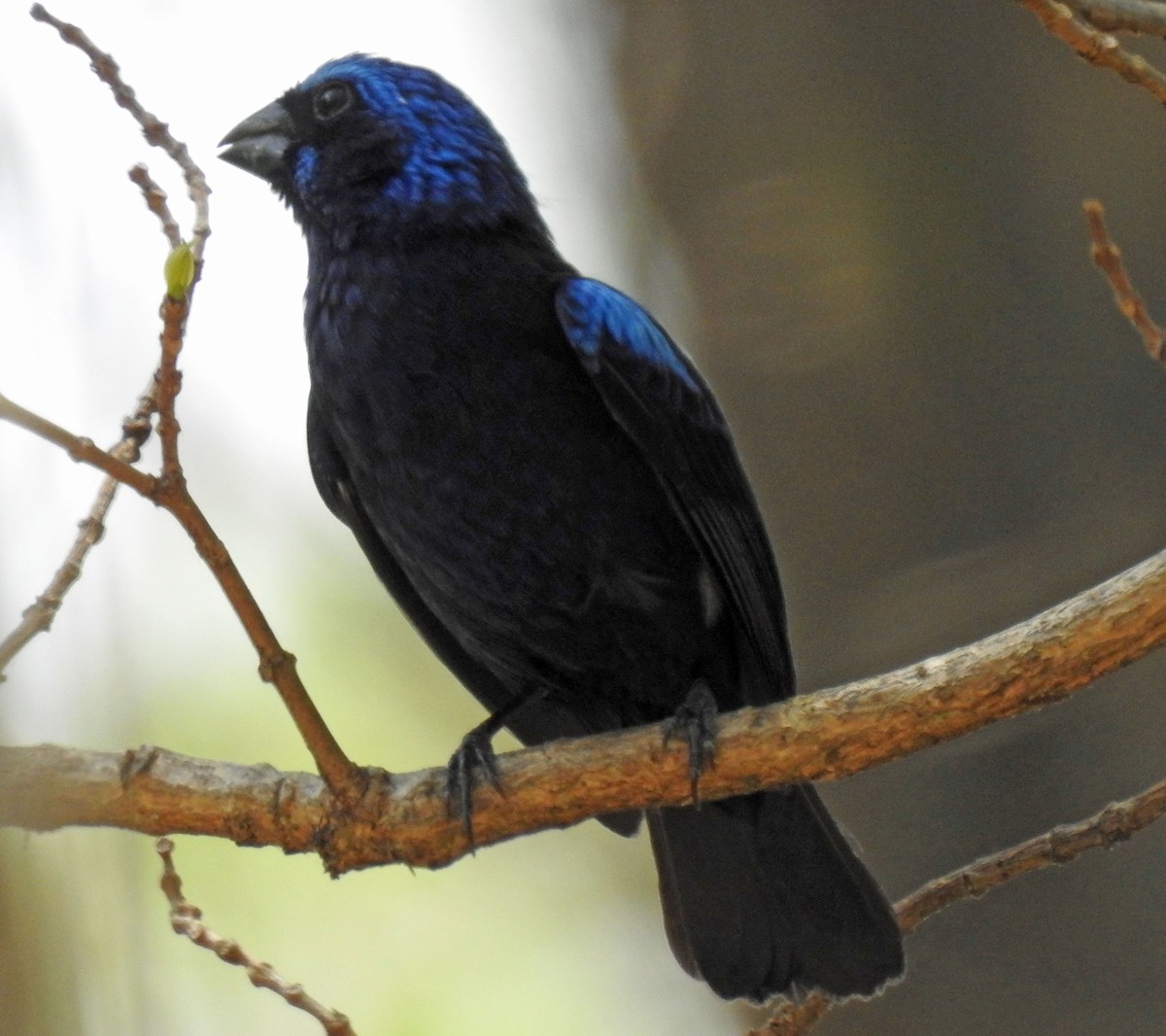 Blue Bunting - ML222730321