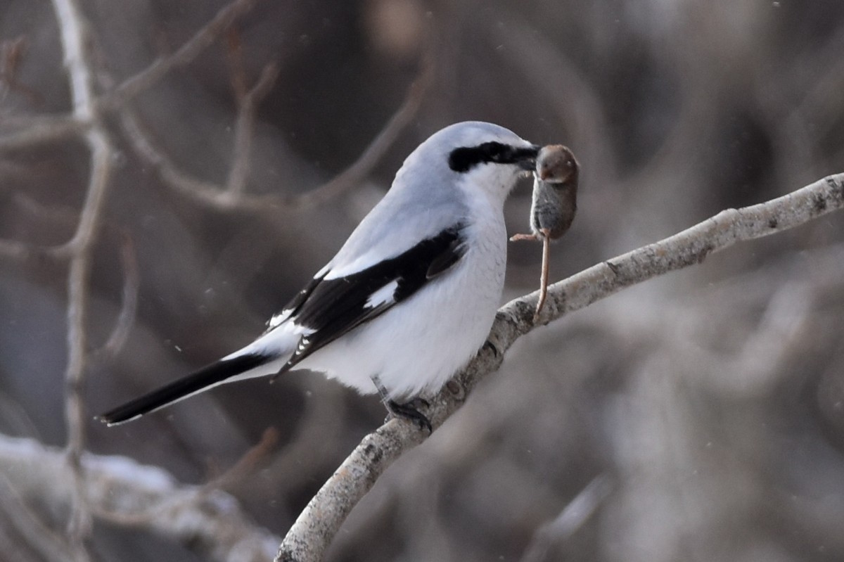 Northern Shrike - ML222730831