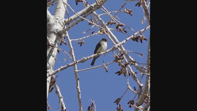 Eastern Phoebe - ML222730851