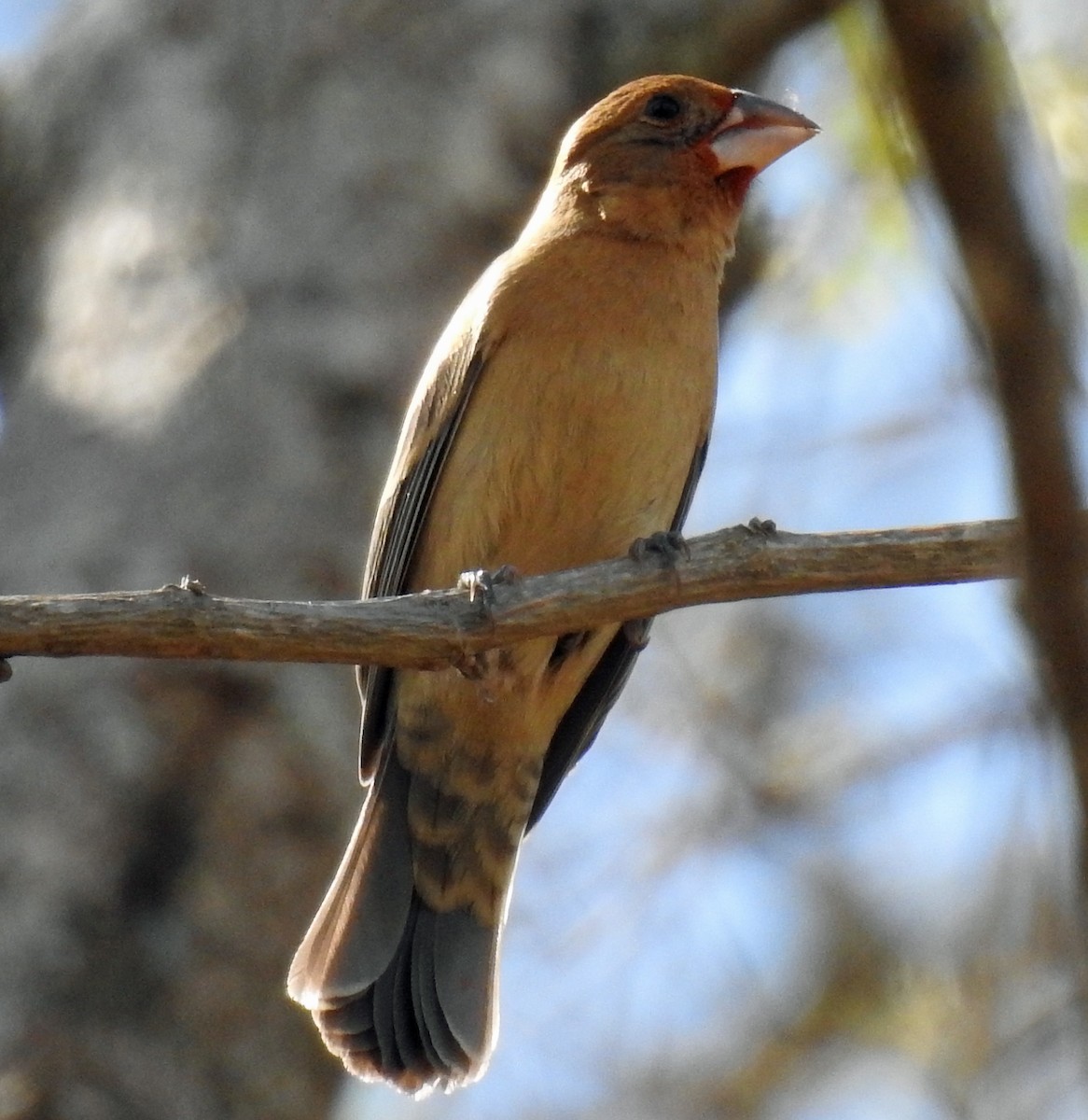 Blue Grosbeak - Danilo Moreno