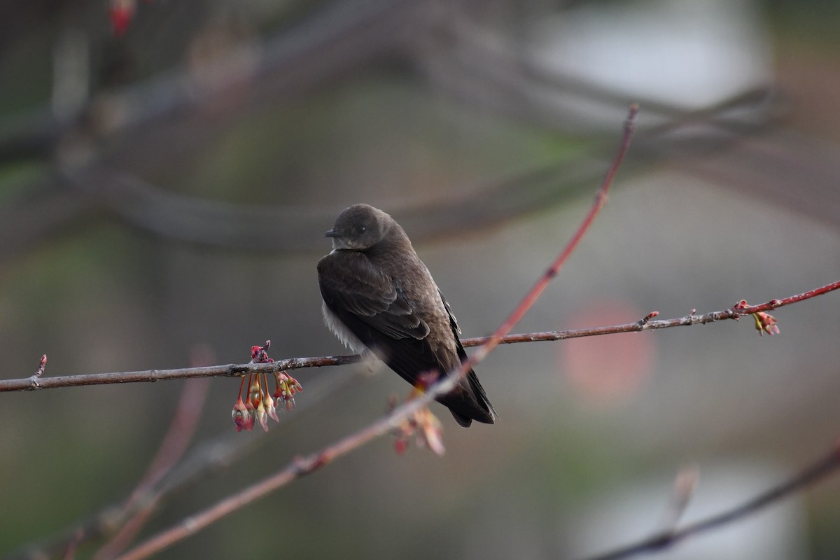 Bank Swallow - ML222732491