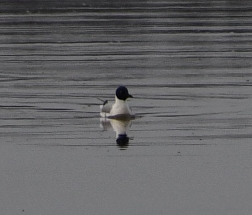 Mouette de Bonaparte - ML222732771