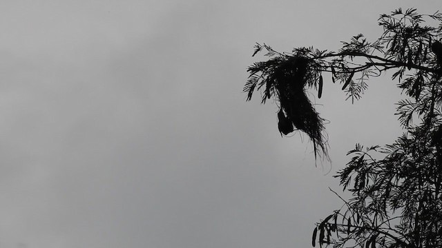 Russet-backed Oropendola - ML222734311