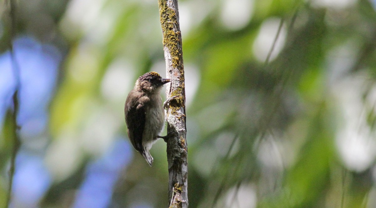 Grayish Piculet - ML22273591