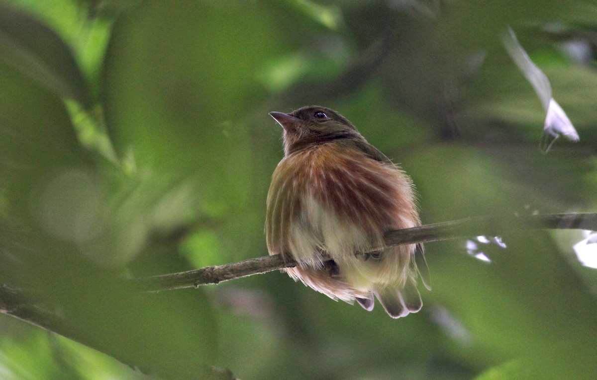 rødstripemanakin (striolatus gr.) - ML22273611