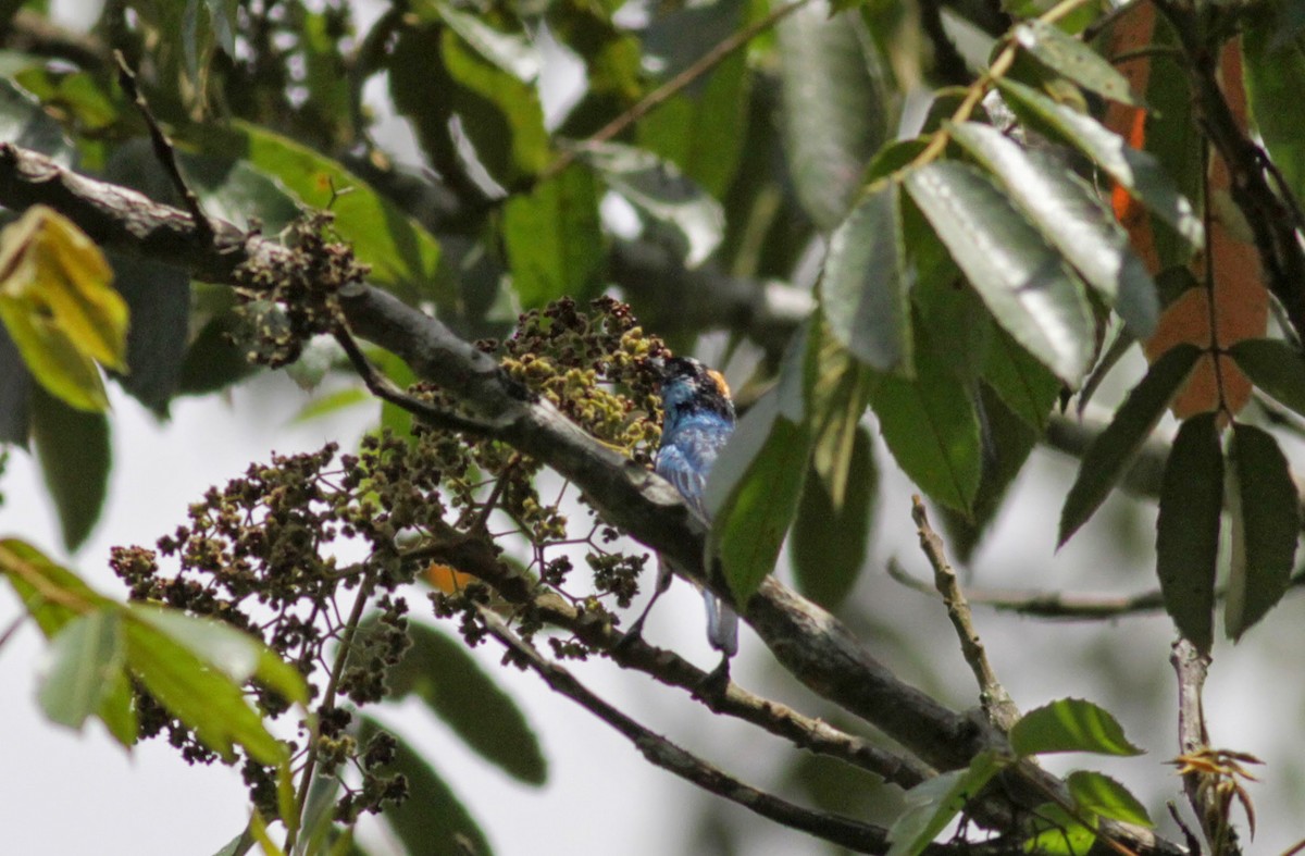 Golden-naped Tanager - ML22273661