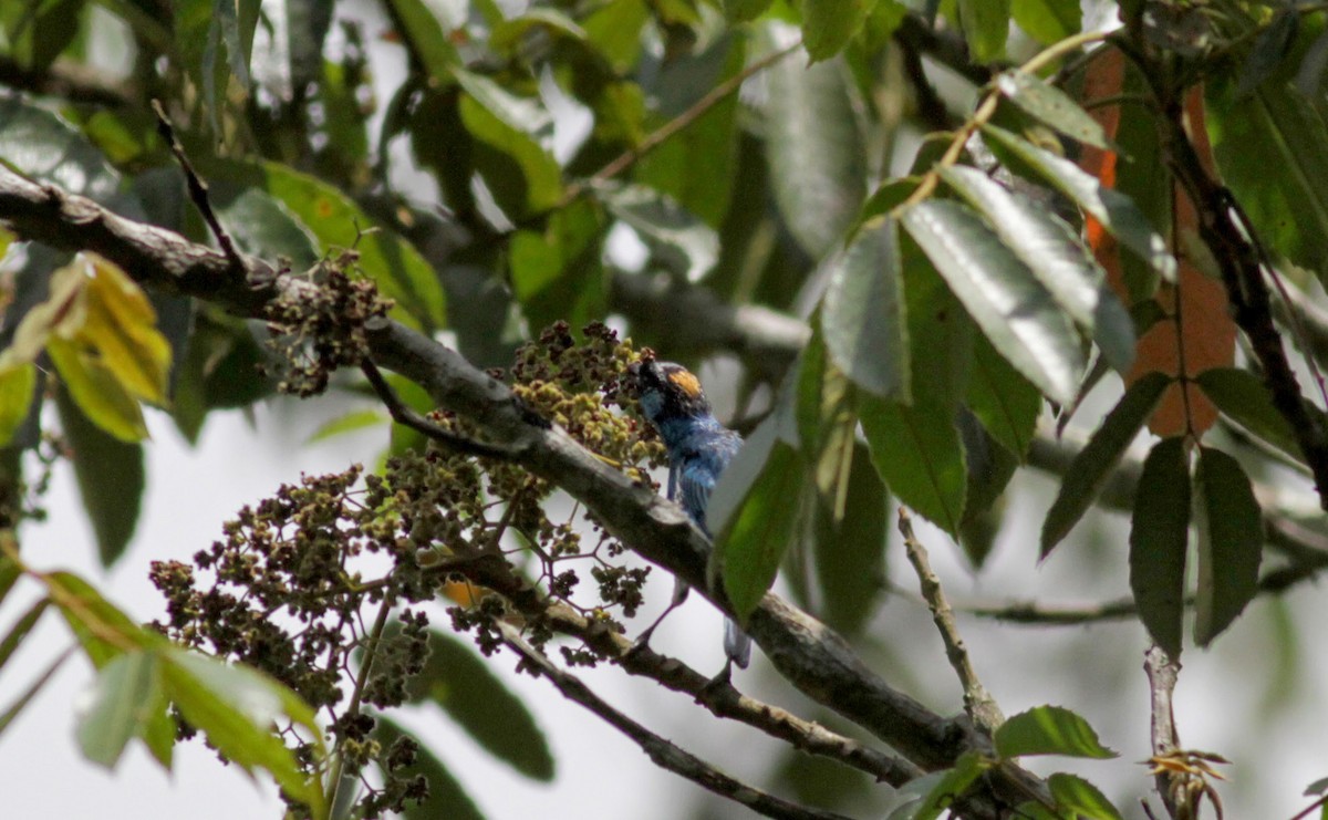 Golden-naped Tanager - ML22273671