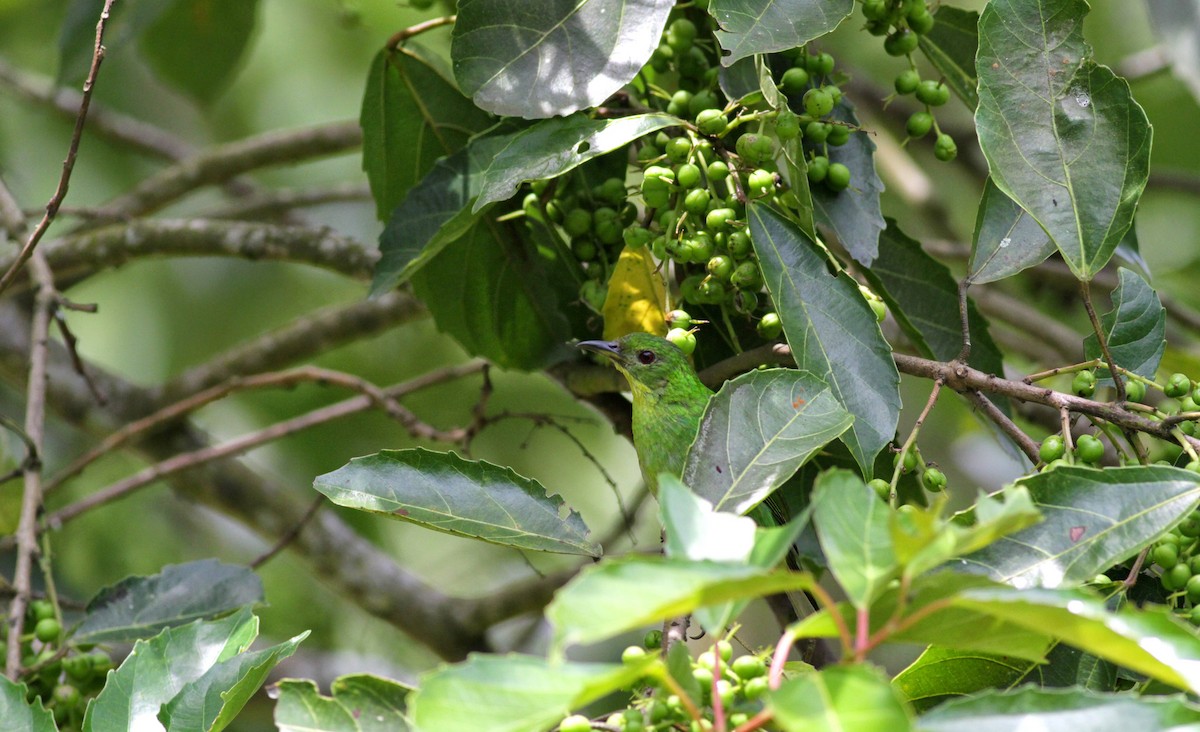 Green Honeycreeper - ML22273851