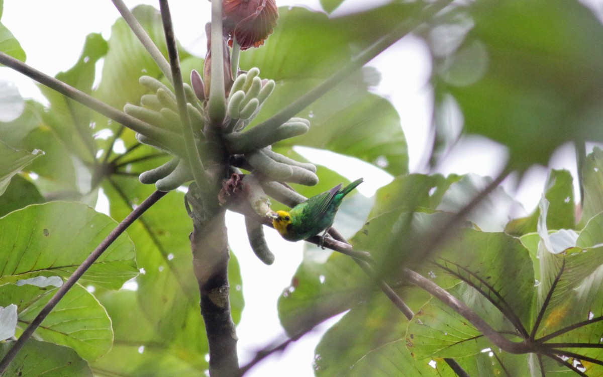 Multicolored Tanager - ML22273901