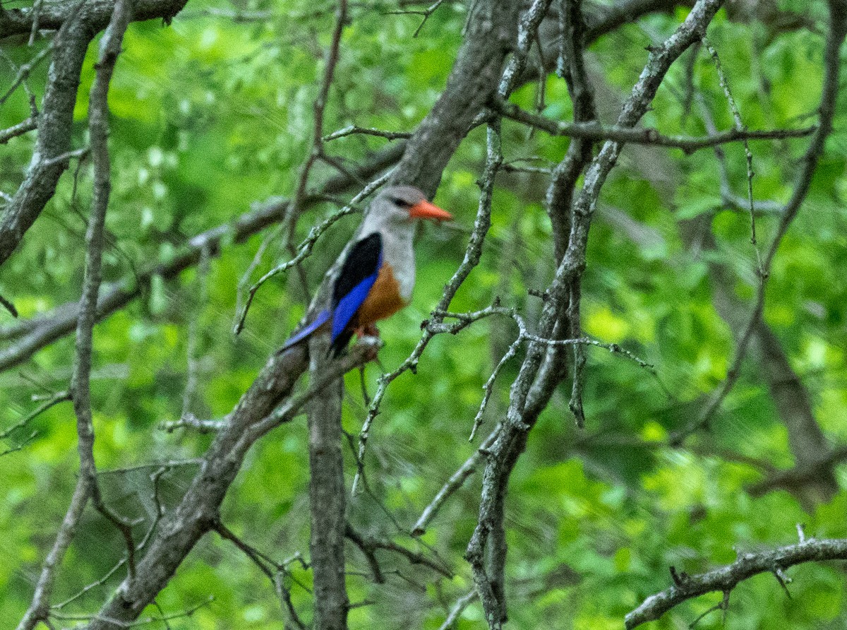 Gray-headed Kingfisher - ML222739101