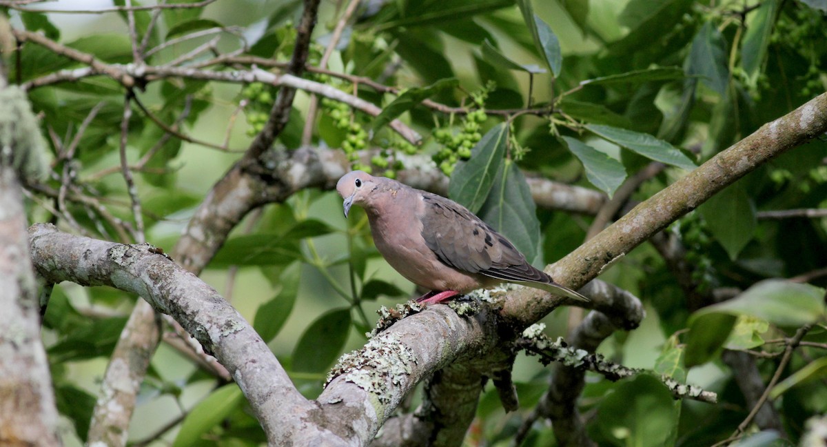 Eared Dove - ML22273961