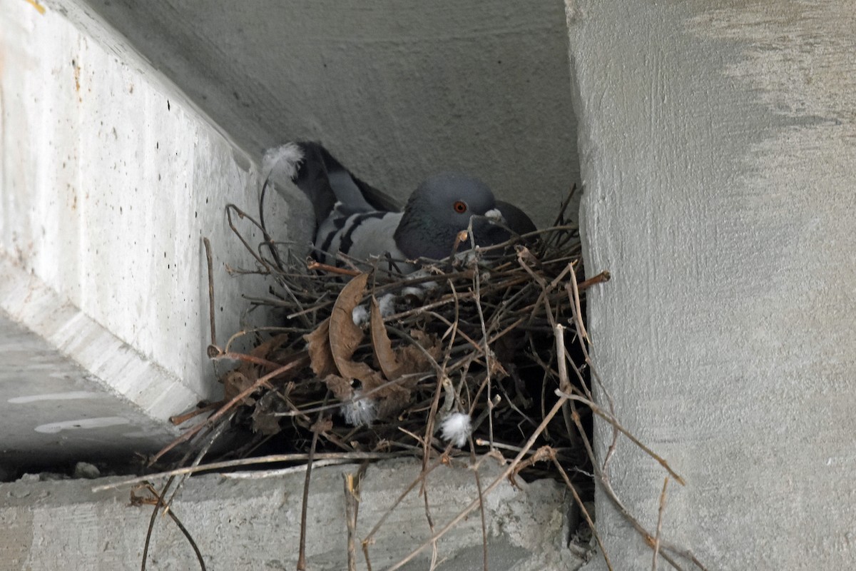 Rock Pigeon (Feral Pigeon) - Justin  Nation