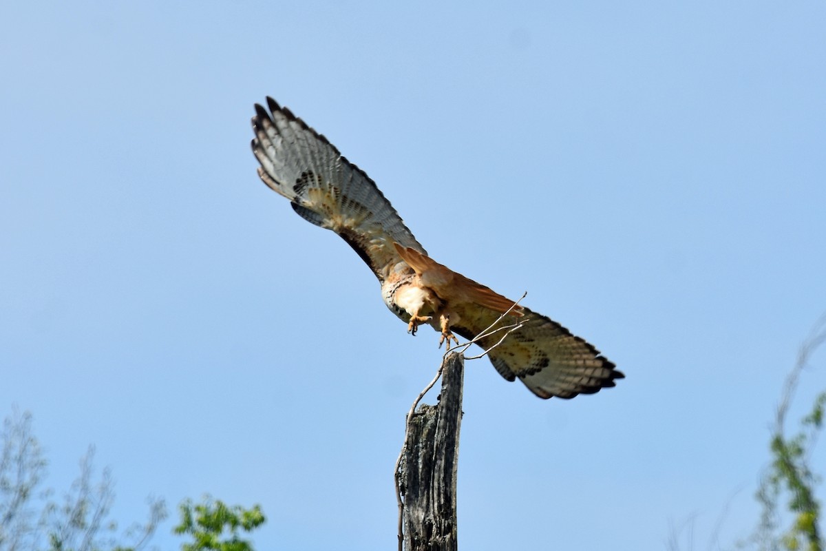 Red-tailed Hawk - Justin  Nation