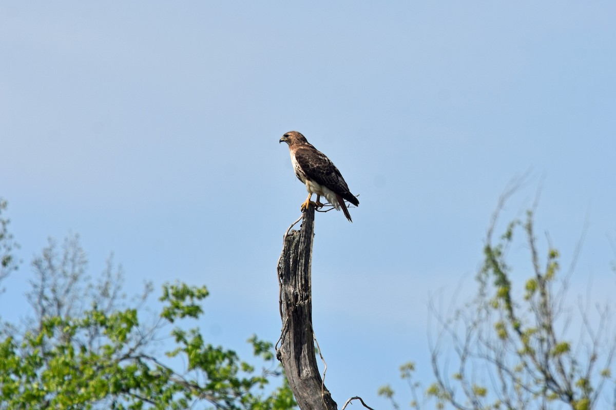 Red-tailed Hawk - Justin  Nation