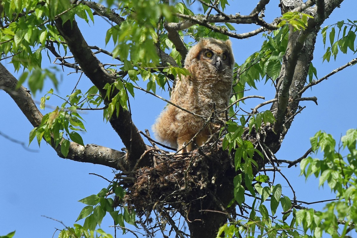 Great Horned Owl - Justin  Nation