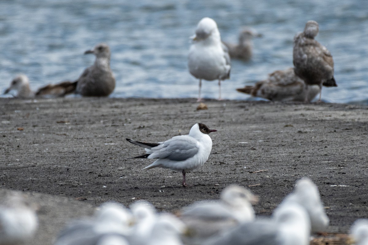 Black-headed Gull - ML222741041