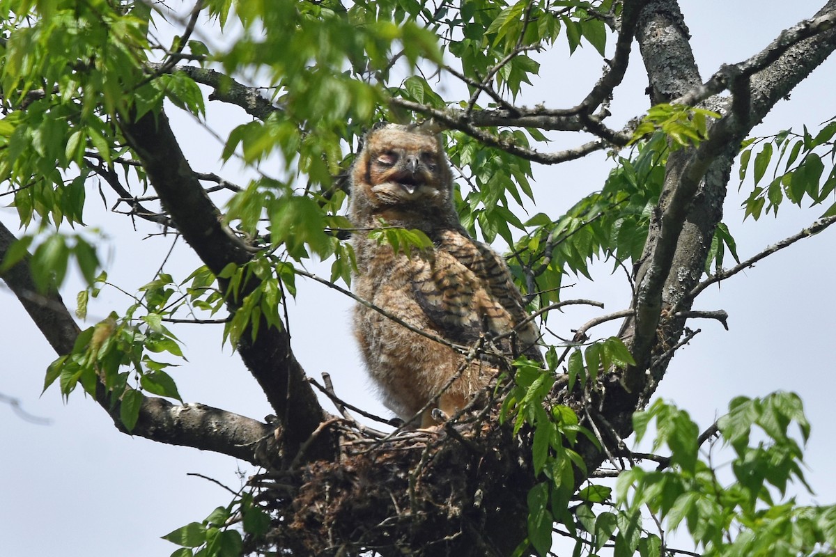 Great Horned Owl - Justin  Nation