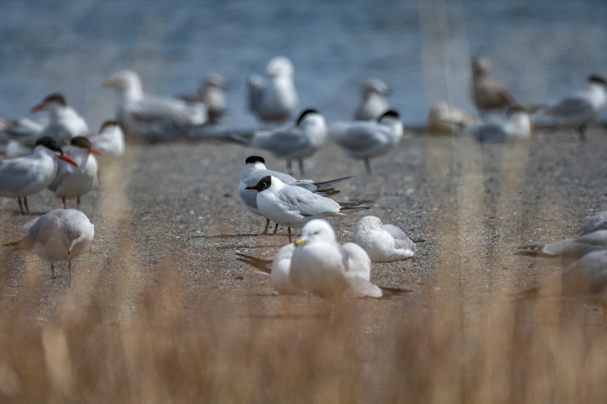 Black-headed Gull - ML222741191