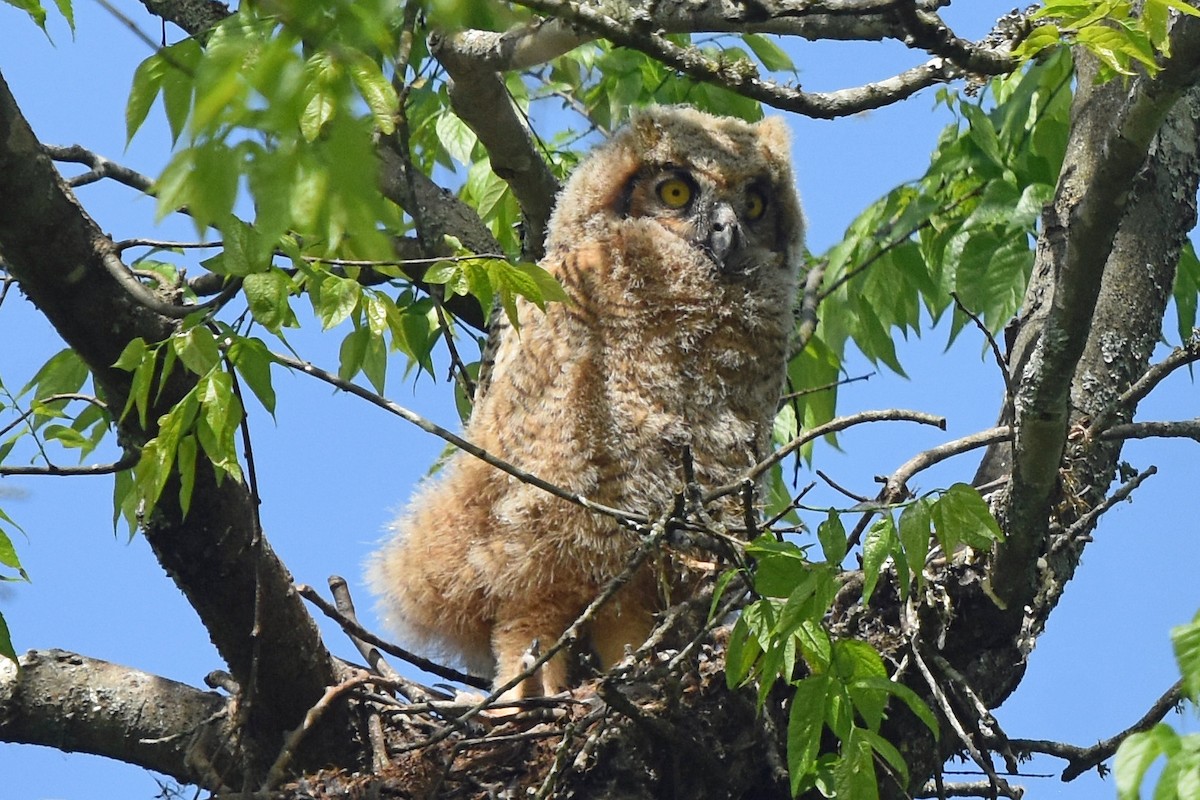 Great Horned Owl - Justin  Nation