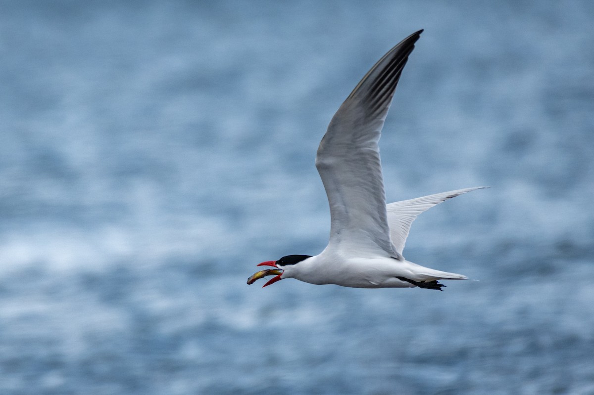 Caspian Tern - ML222741381