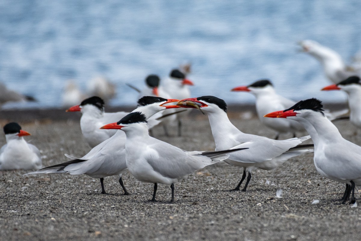 Caspian Tern - ML222741431