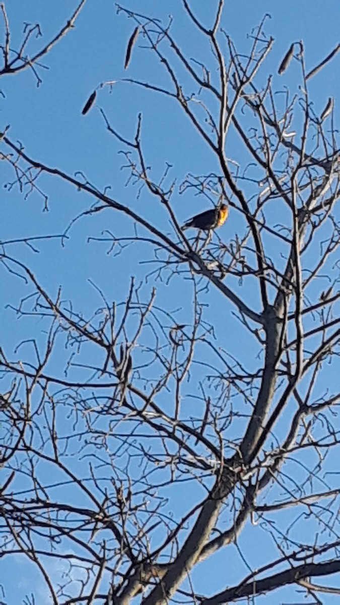 vlhovec žlutohlavý - ML222741721