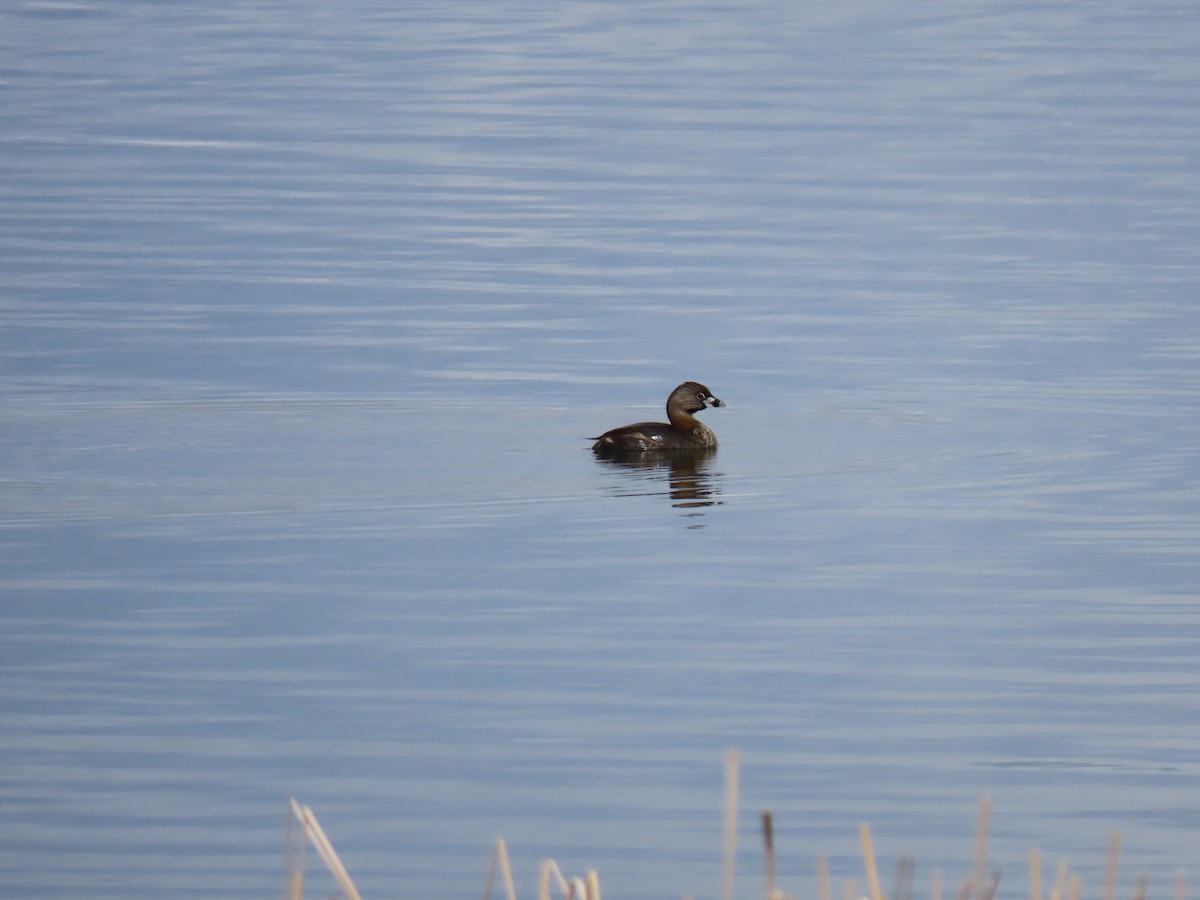 Pied-billed Grebe - Del Nelson