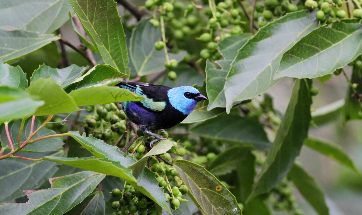 Blue-necked Tanager - ML22274291