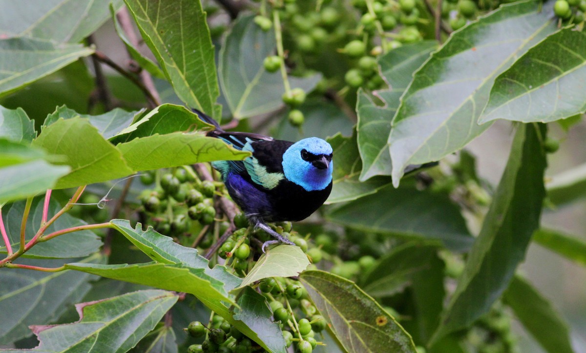 Blue-necked Tanager - ML22274321