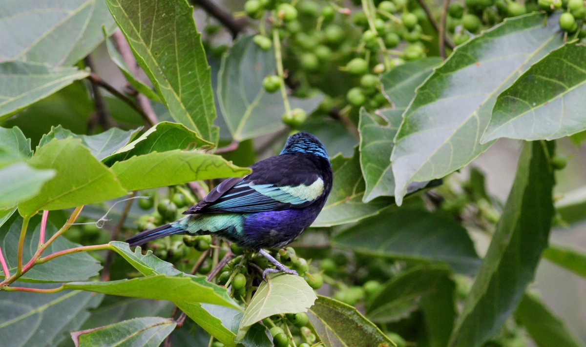Blue-necked Tanager - ML22274331