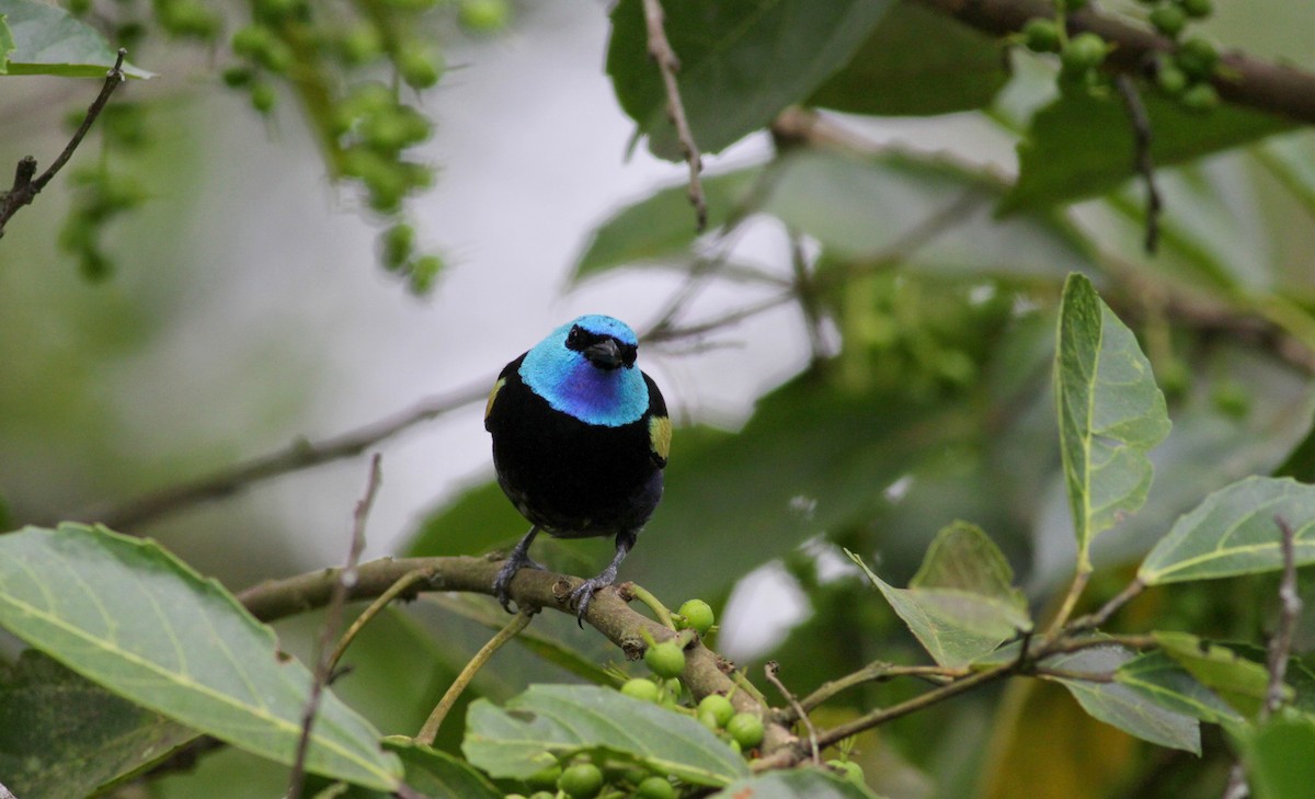 Blue-necked Tanager - ML22274351