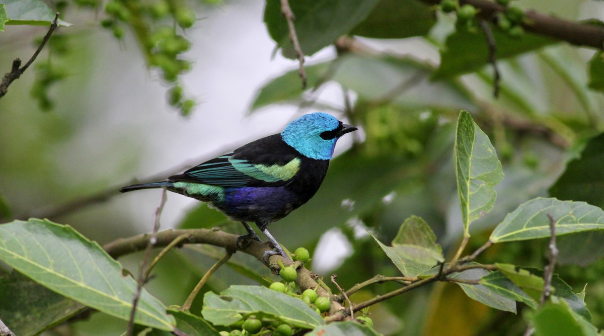 Blue-necked Tanager - ML22274371