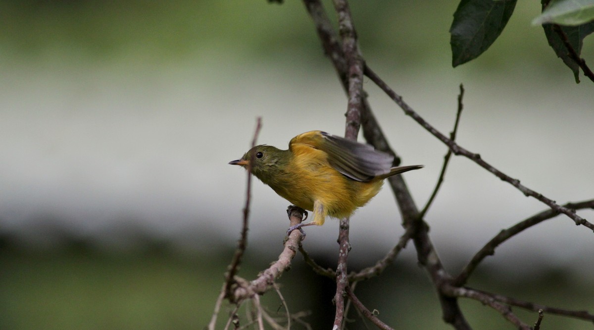 Ochre-bellied Flycatcher - ML22274731