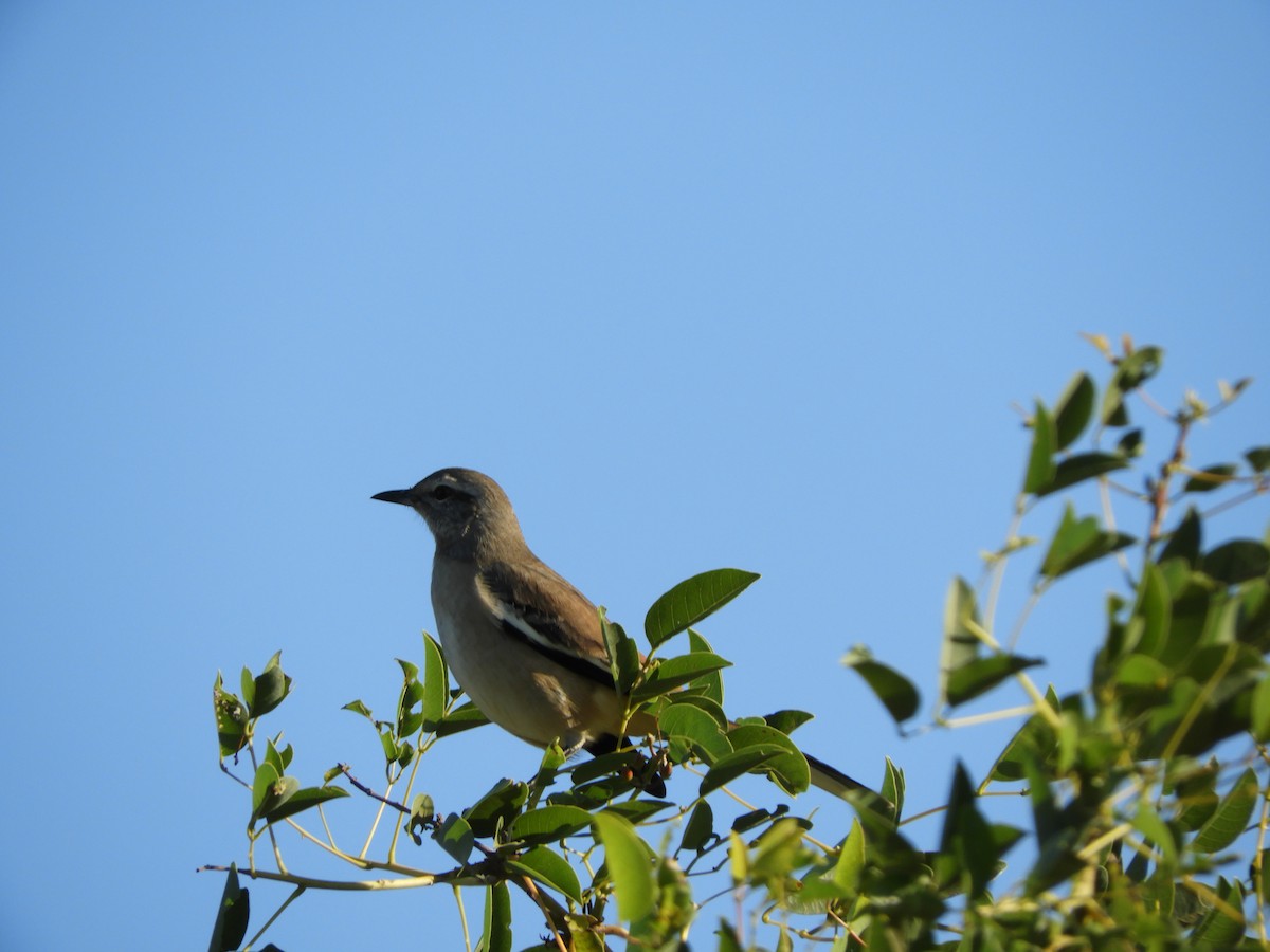 White-banded Mockingbird - ML222747521