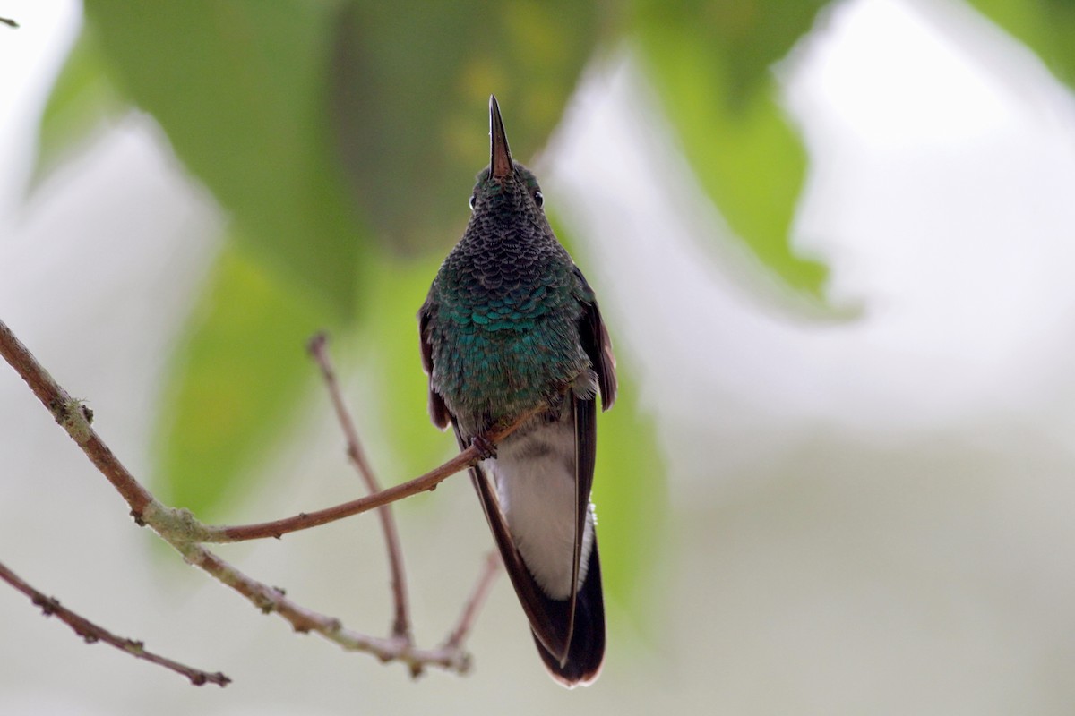 kolibřík bělořitý - ML22274801