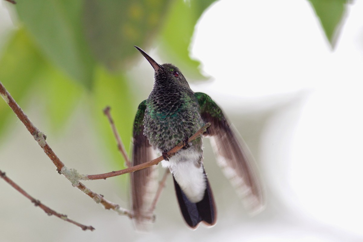 Colibrí de Buffon - ML22274811