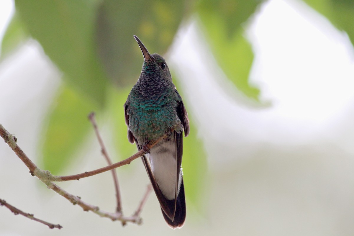 Colibrí de Buffon - ML22274821